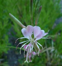Gaura coccinea Flower